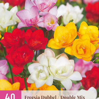 X 40 FREESIA DUBBEL MIX 5/+