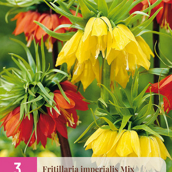 X   3 FRITILLARIA IMPERIALIS MIX 18/20