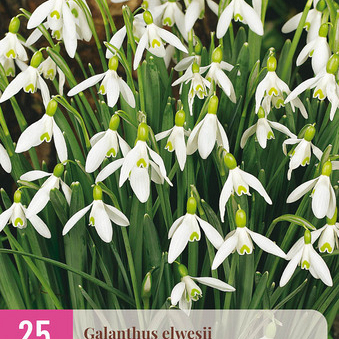 X 25 GALANTHUS ELWESII 5/6