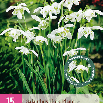 X 15 GALANTHUS FLORE PLENO 5/+
