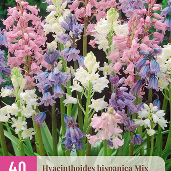 X 40 HYACINTHOIDES HISPANICA MIX 7/8