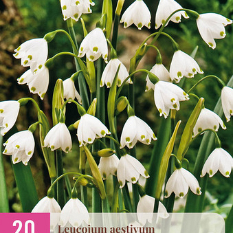 X 20 LEUCOJUM AESTIVUM 8/9