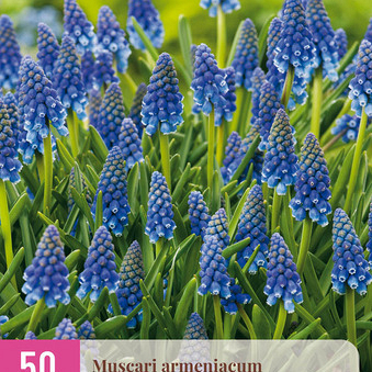 X 50 MUSCARI ARMENIACUM 8/9