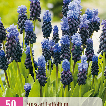X 50 MUSCARI LATIFOLIUM 5/6