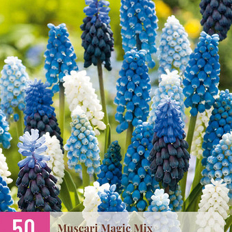 X 50 MUSCARI MAGIC MIX 7/8