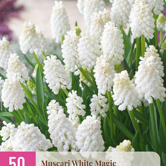 X 50 MUSCARI WHITE MAGIC 6/7