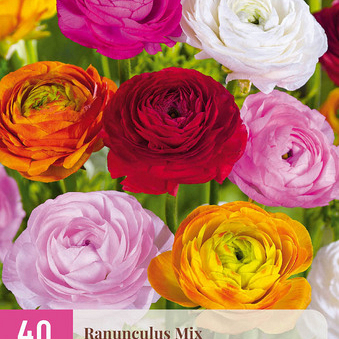 X 40 RANUNCULUS MIX  5/6