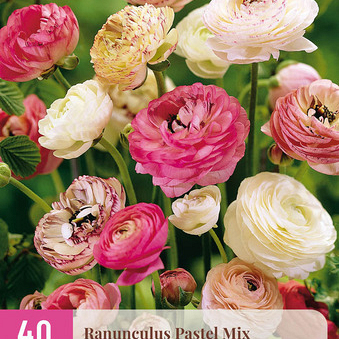 X 40 RANUNCULUS PASTEL MIX  VJ-NJ 5/6