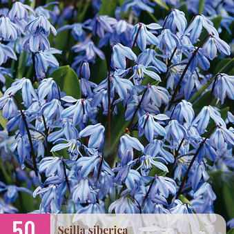 X 50 SCILLA SIBERICA 7/8