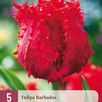 X   5 TULIPA BARBADOS 12/+