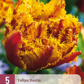 X   5 TULIPA BASTIA 12/+