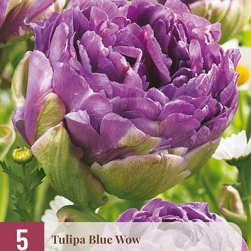 X   5 TULIPA BLUE WOW 12/+