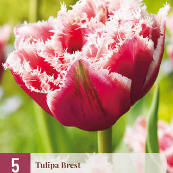 X   5 TULIPA BREST 12/+