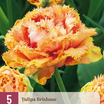 X   5 TULIPA BRISBANE 11/12