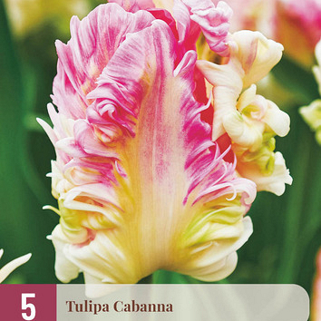 X   5 TULIPA CABANNA 12/+