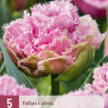 X   5 TULIPA CAIRNS 11/12