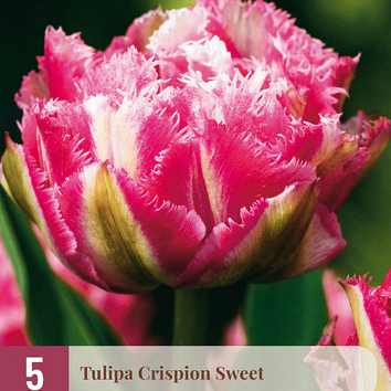 X   5 TULIPA CRISPION SWEET 12/+