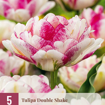 X   5 TULIPA DOUBLE SHAKE 11/12