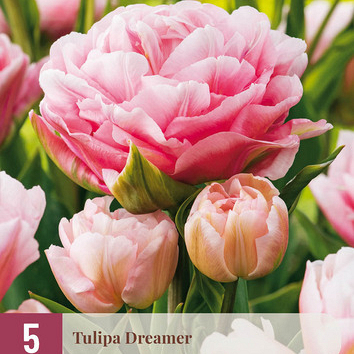 X   5 TULIPA DREAMER 11/12