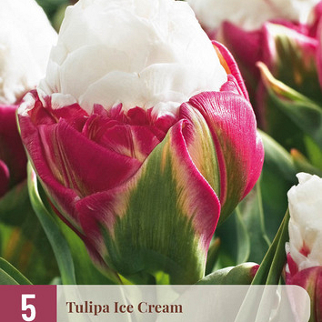 X   5 TULIPA ICE CREAM 11/12