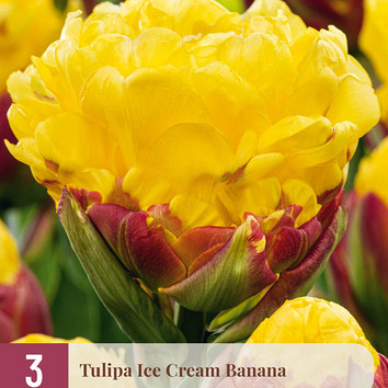 X   3 TULIPA ICE CREAM BANANA 11/12