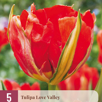 X   5 TULIPA LOVE VALLEY 11/12