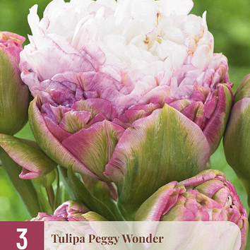 X   3 TULIPA PEGGY WONDER 11/12