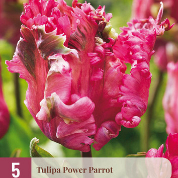 X   5 TULIPA POWER PARROT 11/12