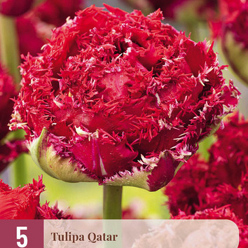 X   5 TULIPA QATAR 12/+