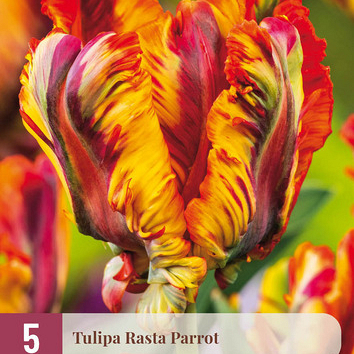 X   5 TULIPA RASTA PARROT 12/+
