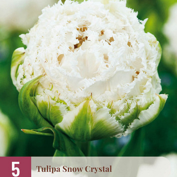 X   5 TULIPA SNOW CRYSTAL 11/12