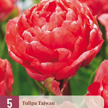 X   5 TULIPA TAIWAN 11/12