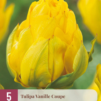 X   5 TULIPA VANILLE COUPE 12/+