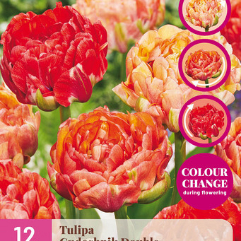X 12 TULIPA GUDOSHNIK DOUBLE 11/12