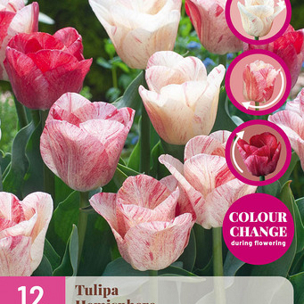 X 12 TULIPA HEMISPHERE 11/12