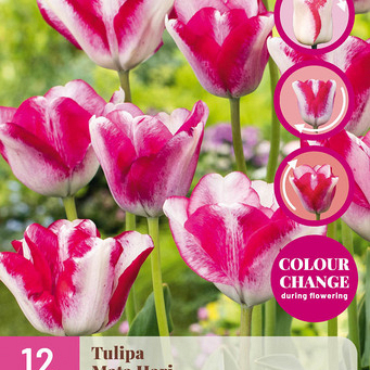 X 12 TULIPA MATA HARI 11/12