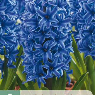 X   5 HYACINTHUS BLUE JACKET 15/16