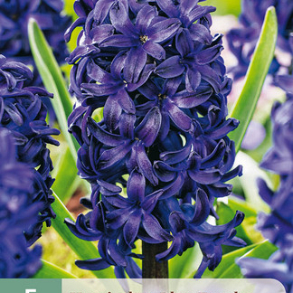 X   5 HYACINTHUS BLUE TROPHY 15/16