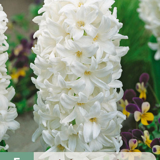 X   5 HYACINTHUS CARNEGIE 15/16