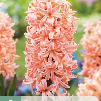 X   5 HYACINTHUS GIPSY QUEEN 15/16