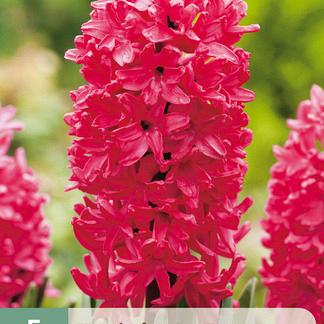 X   5 HYACINTHUS JAN BOS 15/16