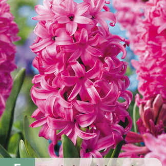 X   5 HYACINTHUS PINK PEARL 15/16