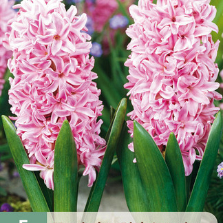 X   5 HYACINTHUS PINK SURPRISE 15/16