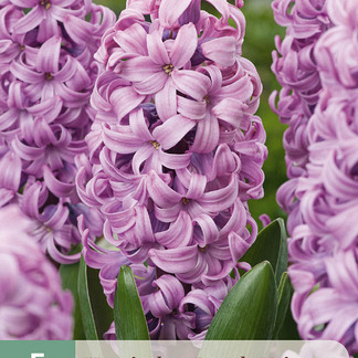 X   5 HYACINTHUS PURPLE VOICE 15/16