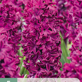 X   5 HYACINTHUS WOODSTOCK 15/16