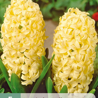 X   5 HYACINTHUS YELLOWSTONE 15/16