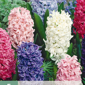 X   5 HYACINTHUS MIX 15/16