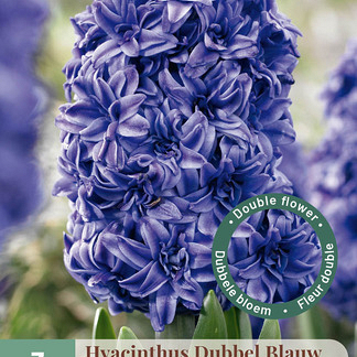 X   3 HYACINTHUS DUBBEL BLAUW 15/16