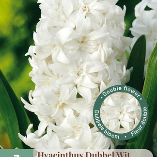X   3 HYACINTHUS DUBBEL WIT 15/16