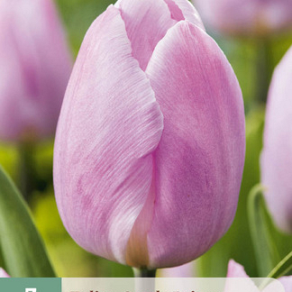 X   7 TULIPA CANDY PRINCE 11/12